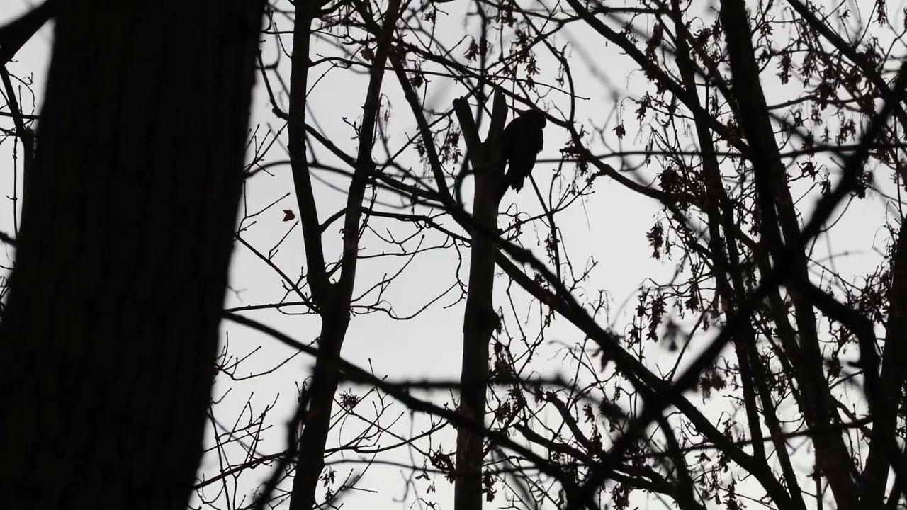 black woodpecker drumming