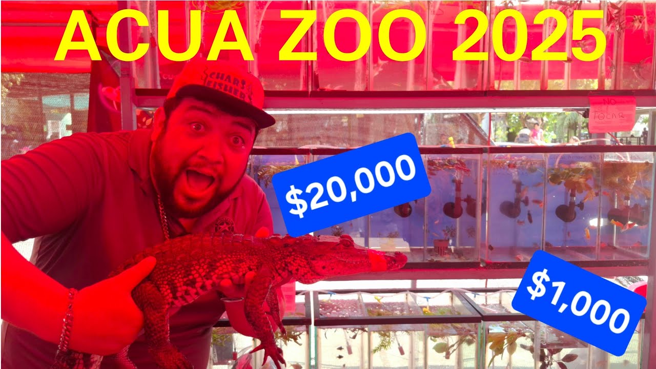 Los Peces y Animales más Caros de Expo Acuario Yucatan (Chars Fishers)
