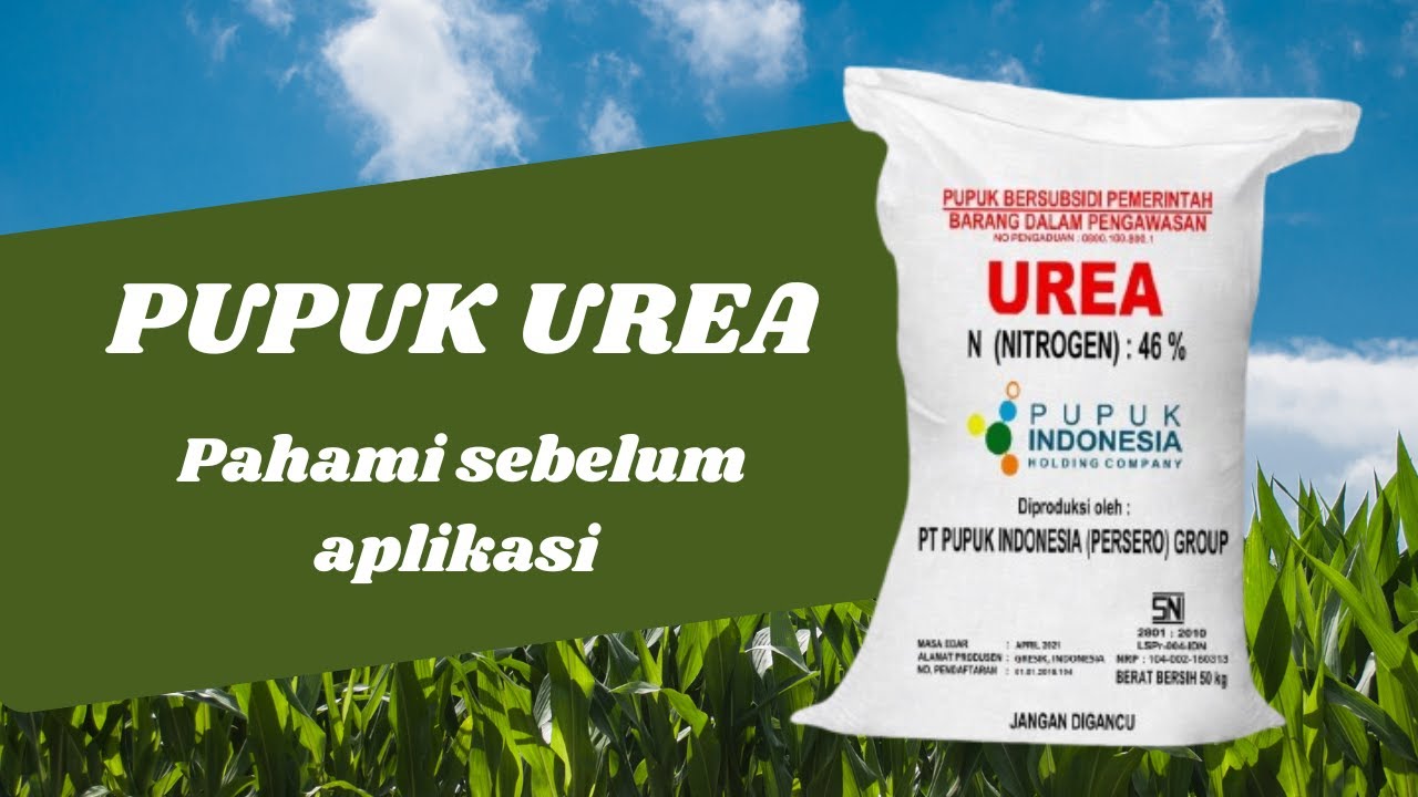 Mengenal Pupuk Urea: Kenapa Petani Selalu Pakai Urea? Ini Manfaat dan Risikonya!