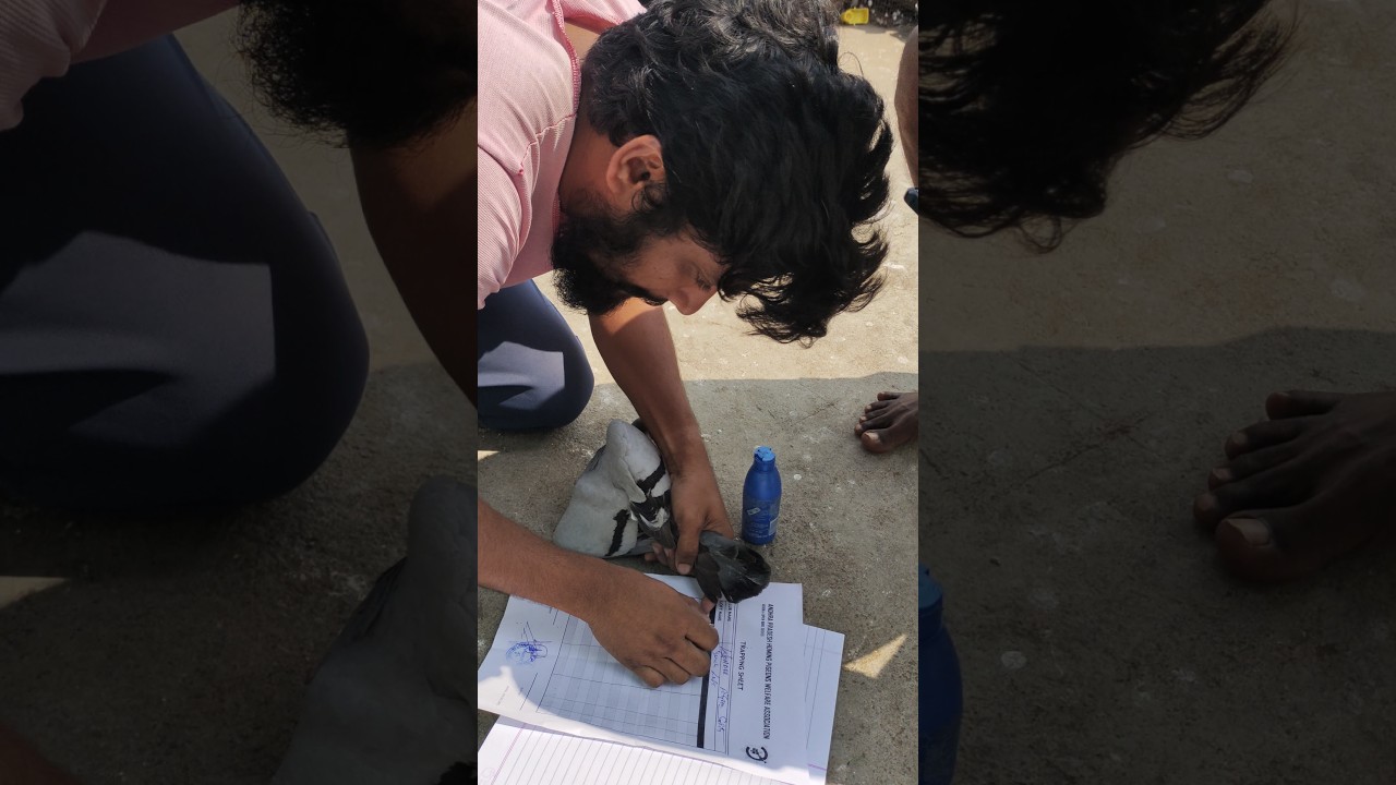 1000km racing #kabootar #racerpigeon #pigeonbird #andhrapigeon