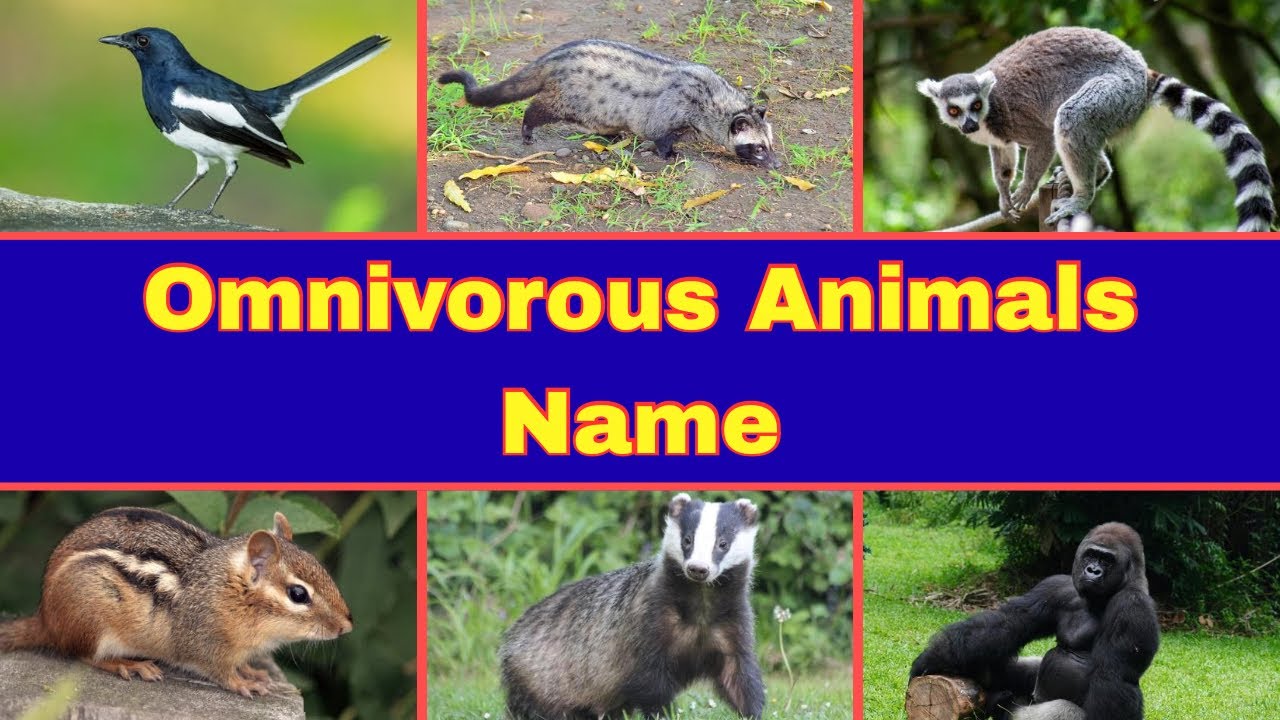Omnivorous Animals | Learn Omnivorous Animals Name in English with Pictures and Videos 