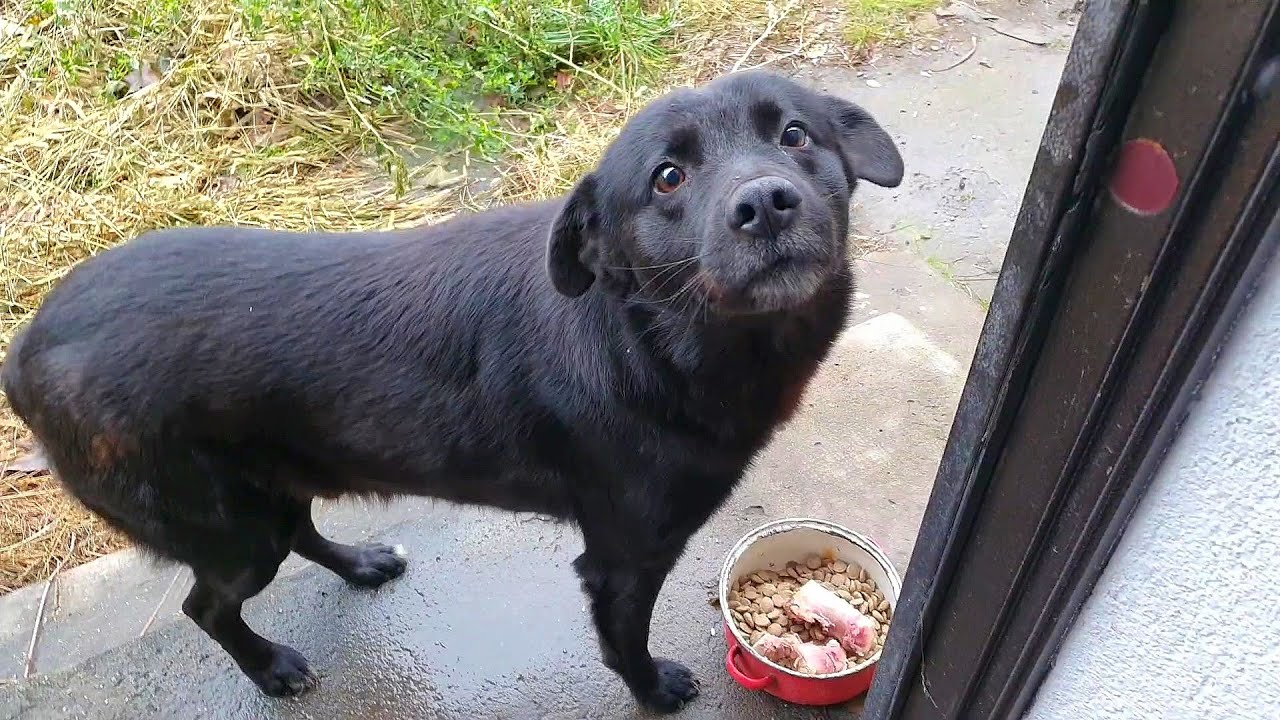Dog Begs to be Rescued From Abandoned Building After 6 Years Alone