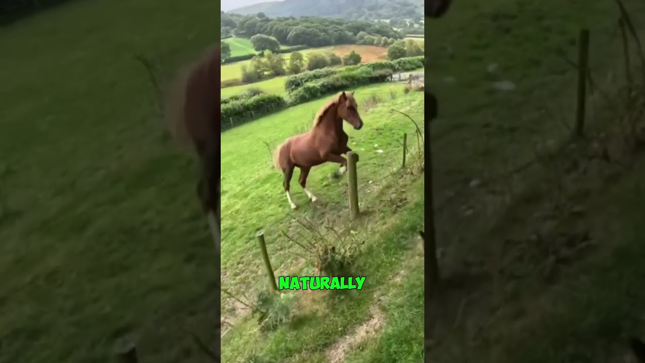 Wild Horse Wants Adventure! 🌟