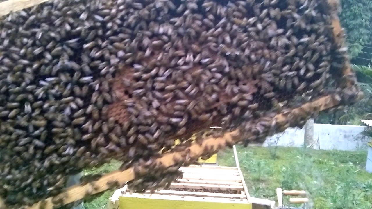 Pasta Cândi, 🐝Alimentação de inverno das abelhas Apis