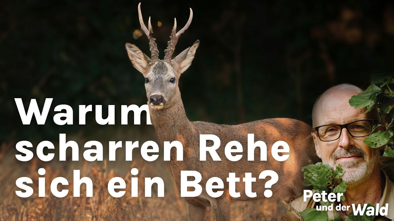 Waldwissen am Wochenende: So schlafen Rehe