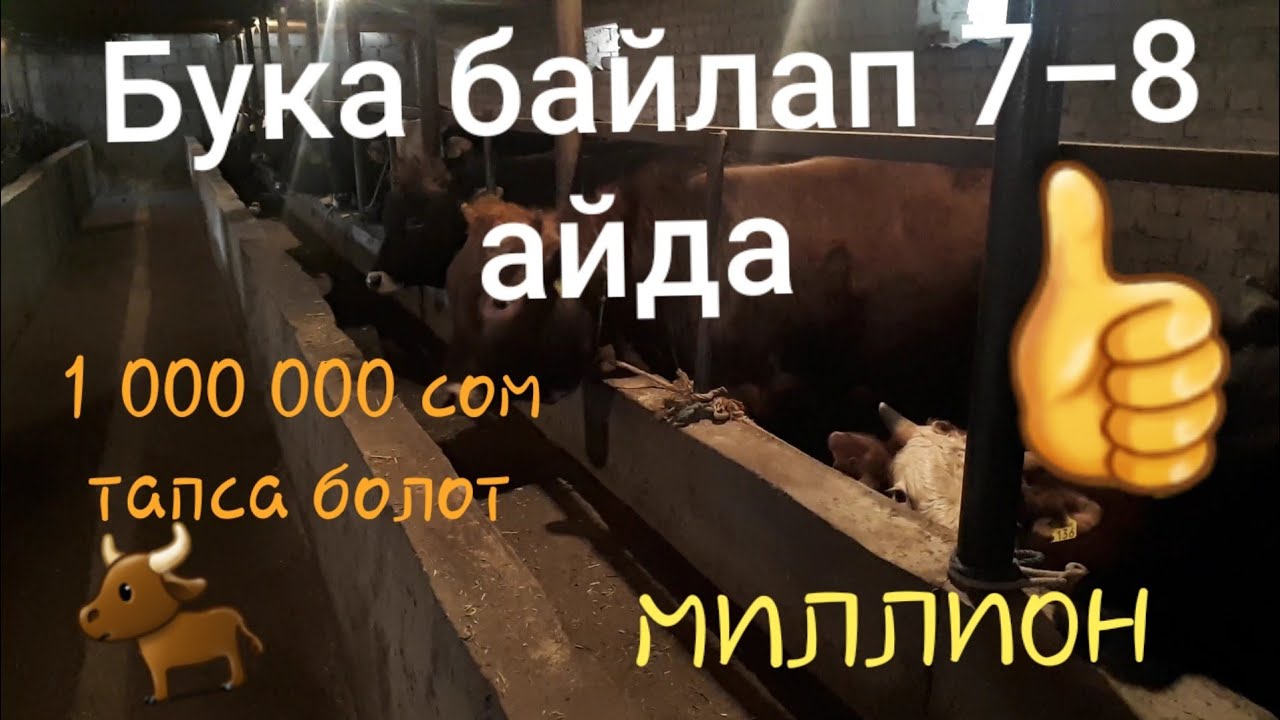 🐂Бука багуу сырлары |Пайдалуу бизнес| ийне жибине чейин көргөздүк |ОТКОРМ БЫКОВ
