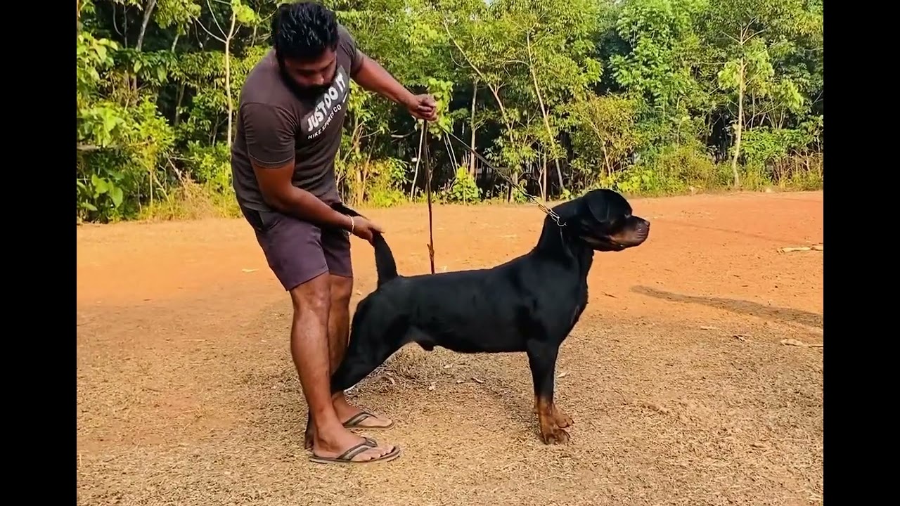 LAIKA&rsquo;S RYDER #rottweiler#rottweilerlovers#rottweilerdog