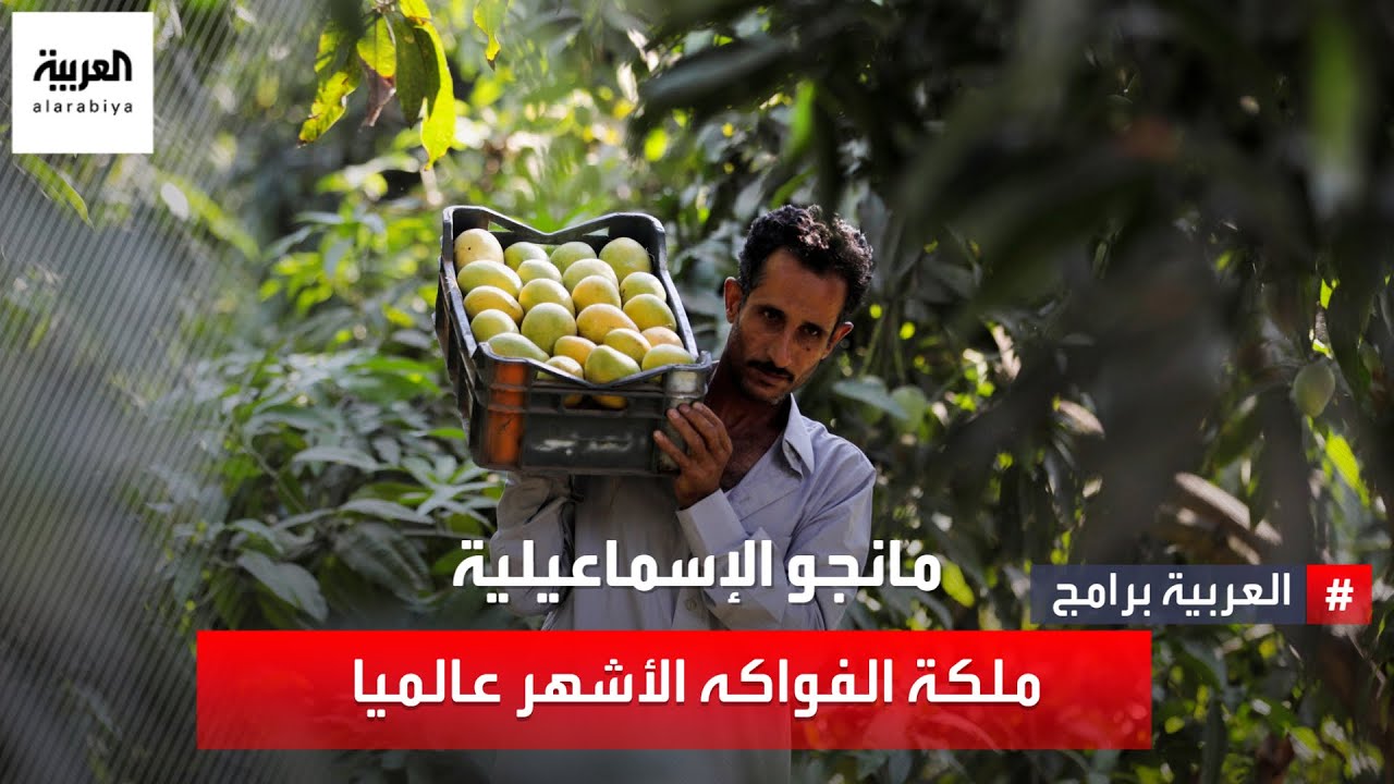 مانجو الإسماعيلية ملكة الفواكه الأشهر عالميا