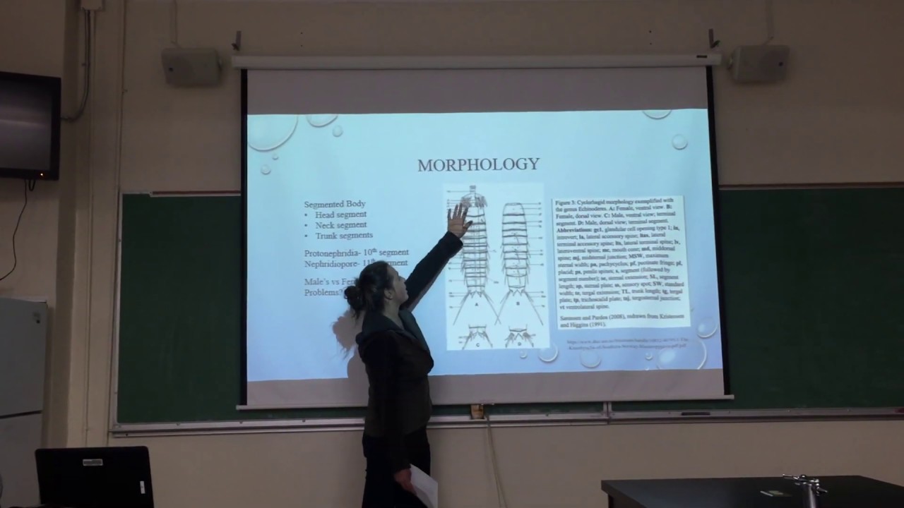 Phylum Kinorhynca