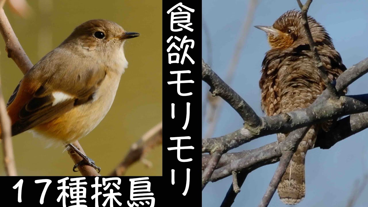 12月6日 まつぶし緑の丘公園探鳥 アリスイ居たよ