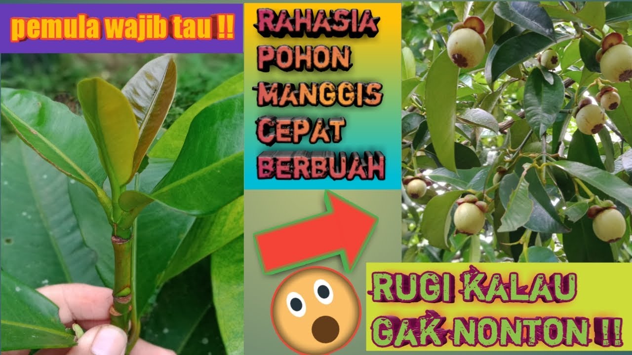 Cara mudah mengawinkan/ sambung pucuk pohon manggis supaya cepat berbuah