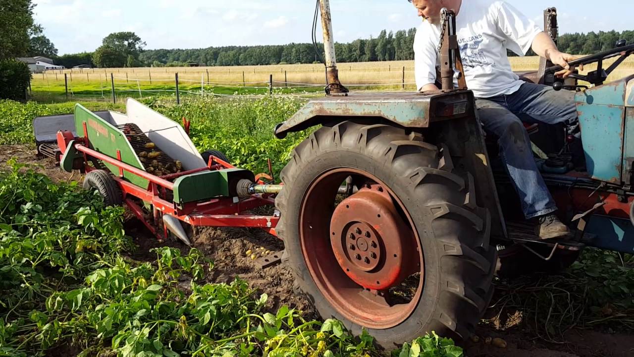 Hanomag beim Kartoffeln roden
