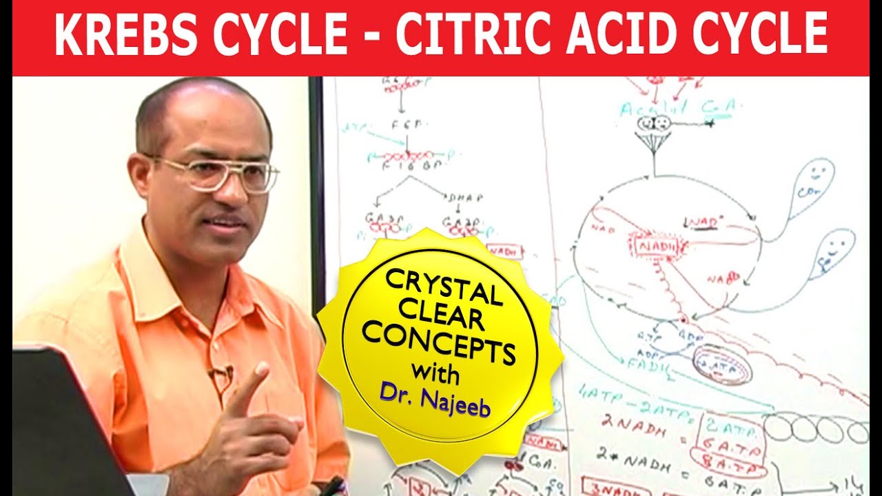 Krebs Cycle | Citric Acid Cycle | Cellular Respiration