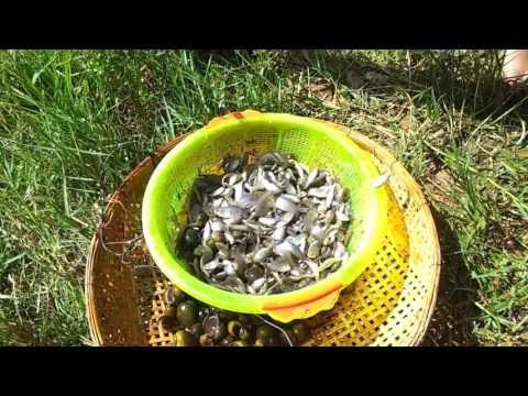 Amazing catching fish during dry season 2016 | Khmer Net fishing in SIEM REAP Cambodia 2016
