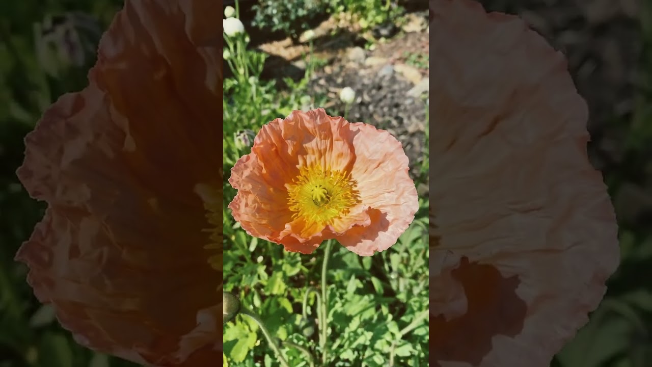 Spring garden tour: beautiful ranunculus and poppies coming up!