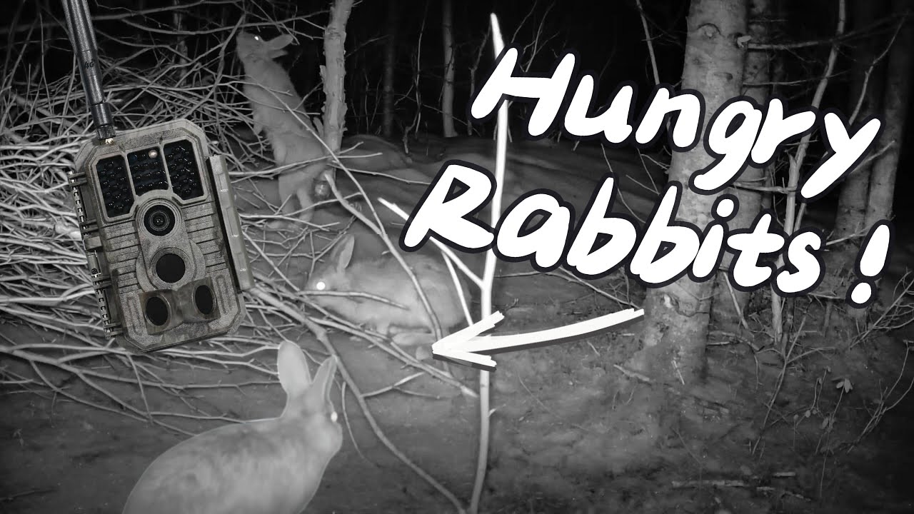 Trail cam footage - Newfoundland Hare (Garde Pro X60 PRO MAX)