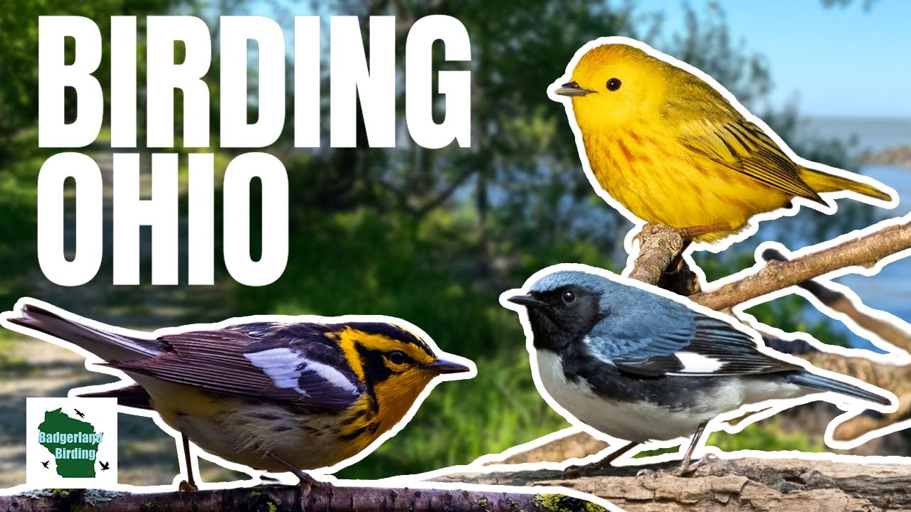 INSANE Warbler Encounters at The Biggest Week in American Birding!
