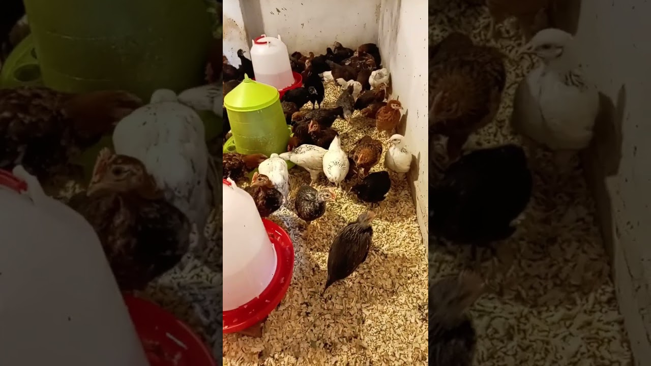 فلوس للبيع بمدينة مارتيل.. مرحبا عند المتجول الحر 