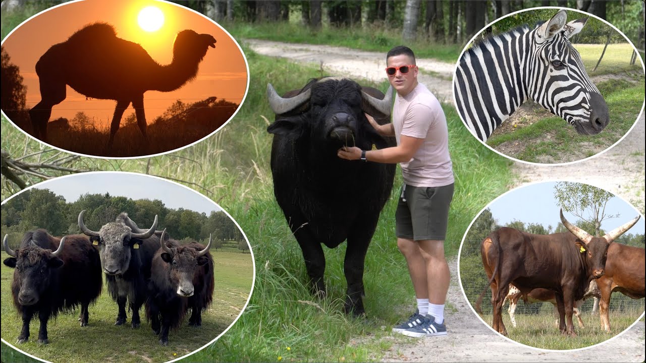 Bezkrwawe Safari koło Gołdapi woj. warmińsko-mazurskie