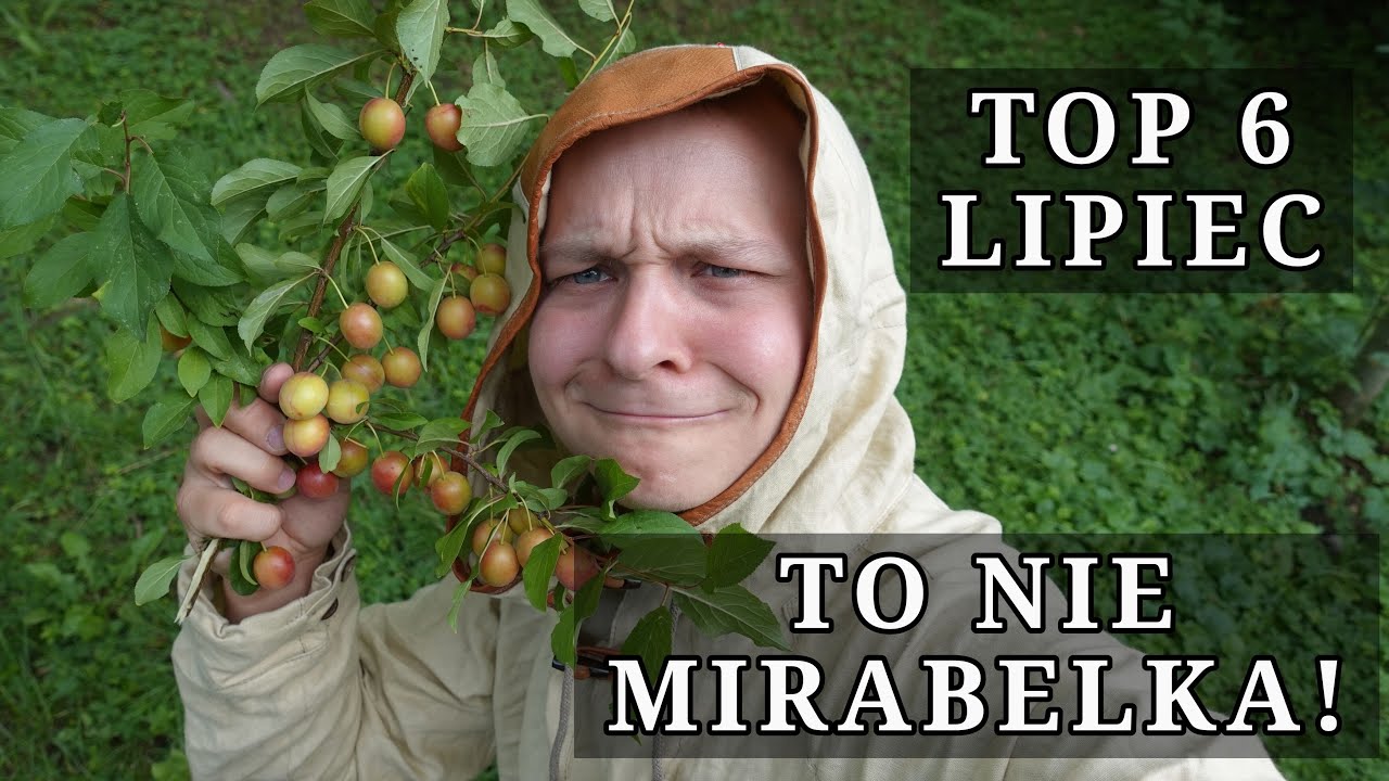 TOP 6 dzikich roślin na LIPIEC - to nie jest MIRABELKA!