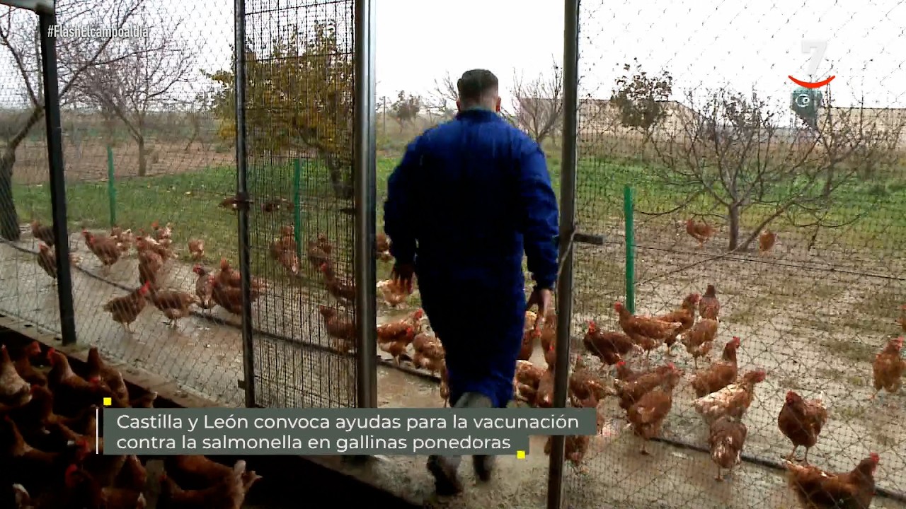 Flash El campo al día (04/03/2026): Ayudas vacunación contra la salmonella en gallinas ponedoras