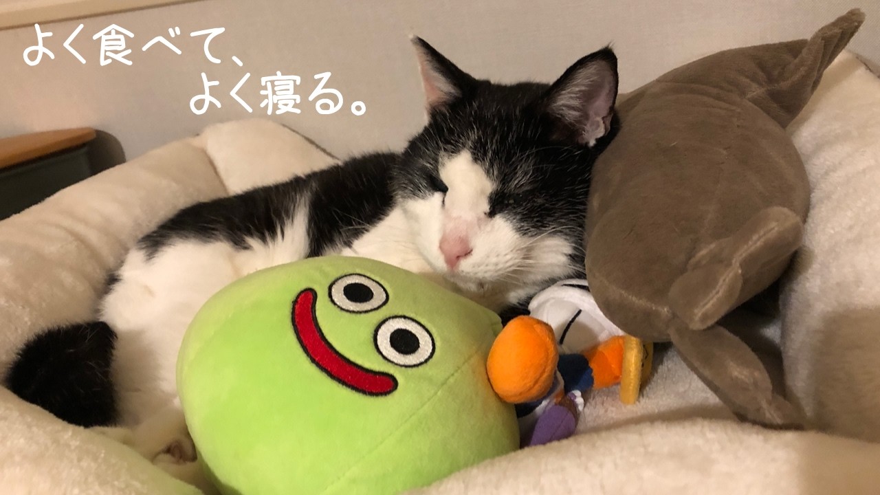 我が家のニャンコ＃26｜2025年3月