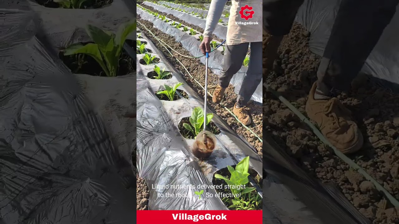 Farmer Applying Fertilizer to Plants with a Homemade Tool