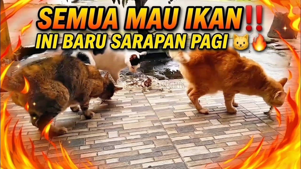 SEMUA MAU IKAN‼️ Detik-detik 3 Kucing Kelaparan Diserbu Sarapan Pagi 🐱🔥
