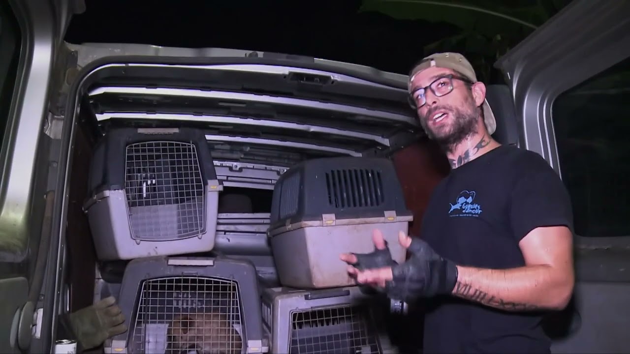 Héros Urbain – Les chiens errants à Mayotte