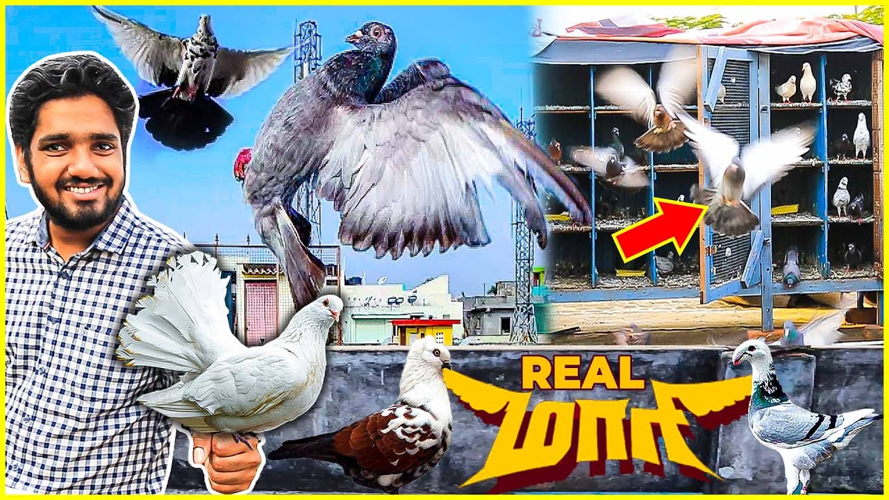 பல்டி அடித்து அசத்தும் புறாக்கள் - சினிமாவை மிஞ்சும் Real காட்சிகள்