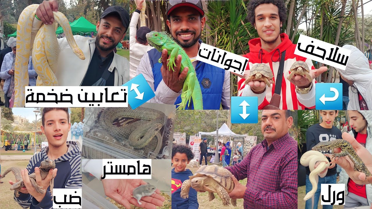 مزرعة الفيشاوى بالاسعااار تعابين اصلات اجوانات سلاحف عقارب ورل نيلى حرابى ضبوب هامستر عناكب حلزون و
