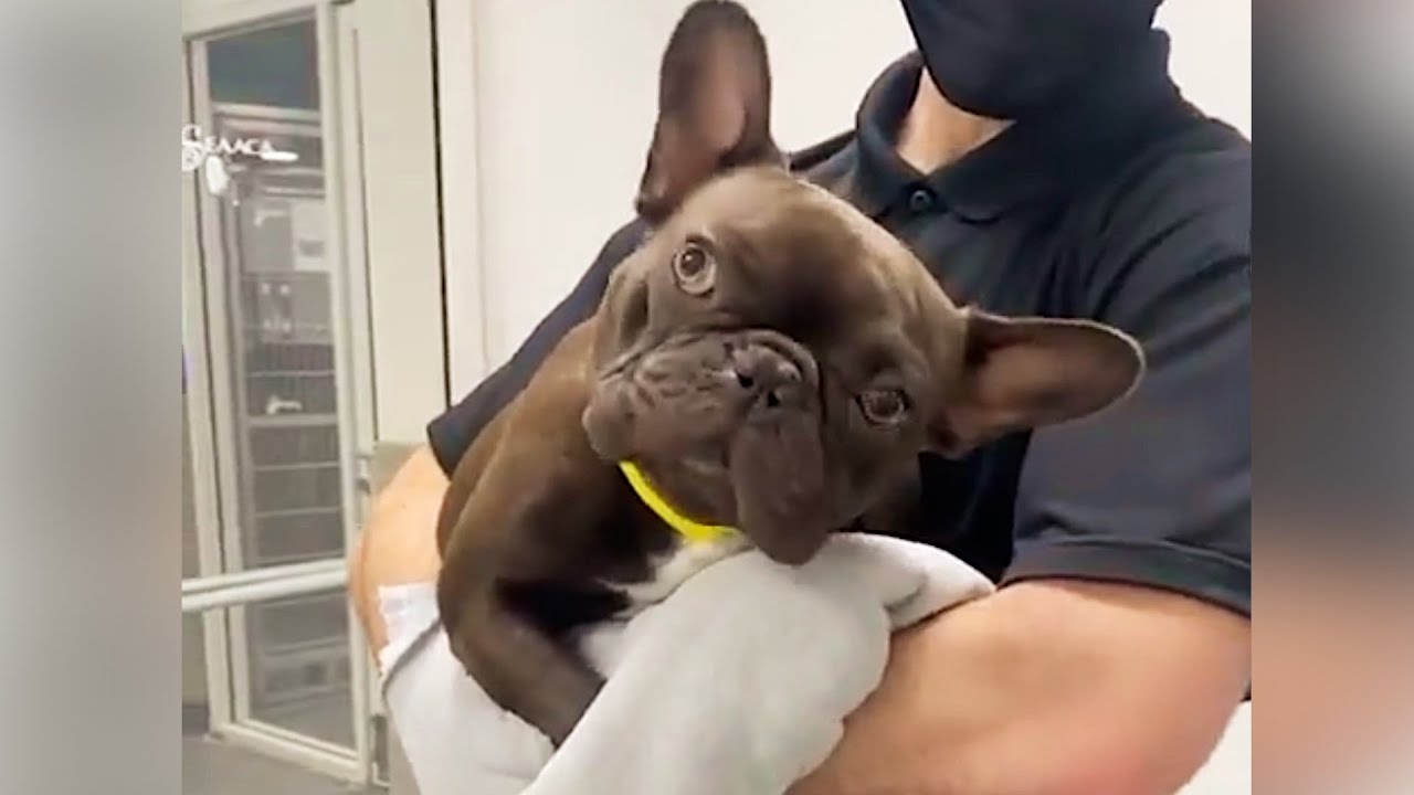 Urgent! Rescue Frenchie Bulldog With Head Tilted To One Side And Severely Dehydrated