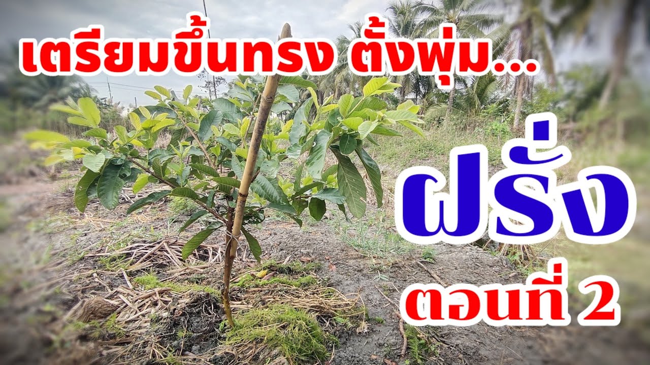 SR.1 เตรียมขึ้นทรง ตั้งพุ่มให้ฝรั่ง ตอนที่ 2