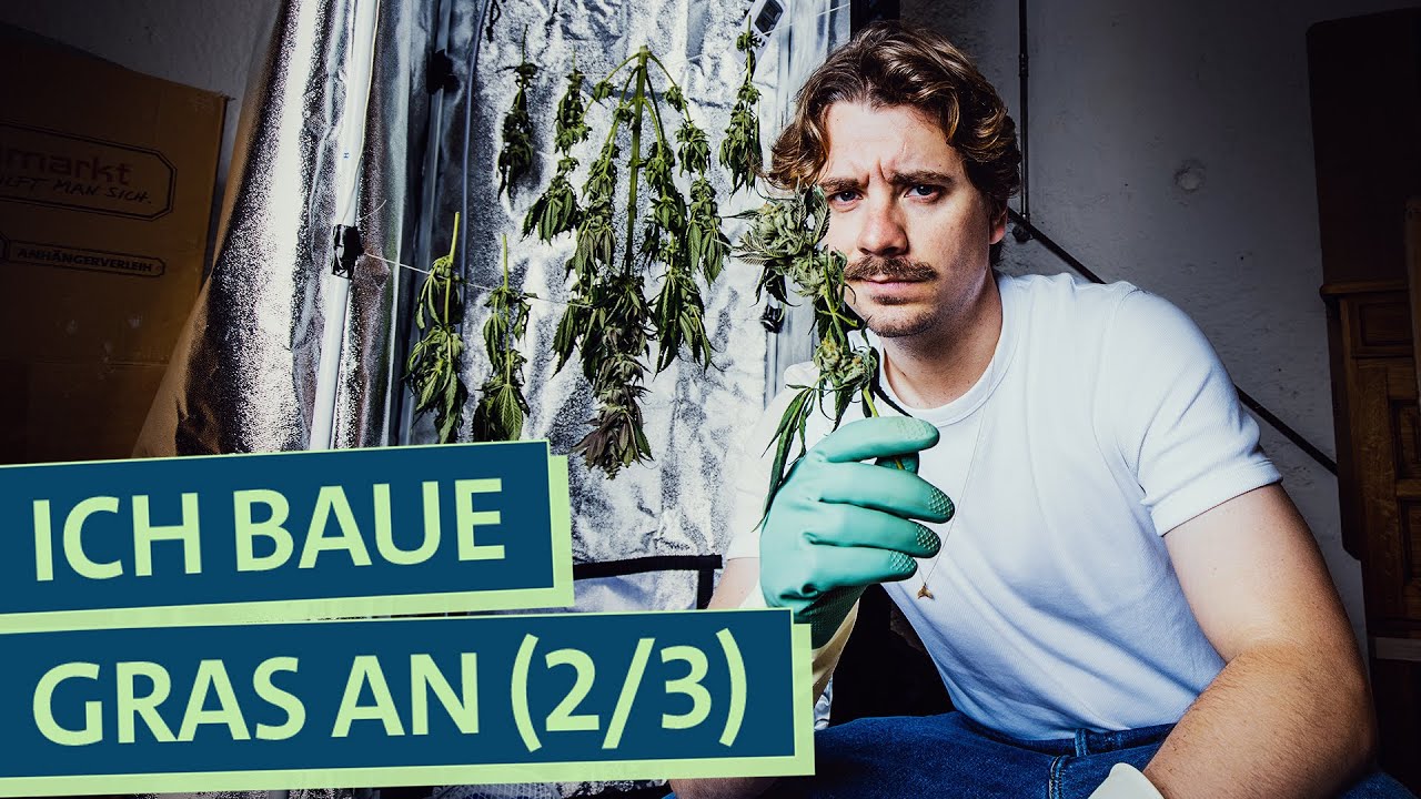 Ernte noch legal? Selbstexperiment Cannabis Anbau: Wie funktioniert's, was kann schief gehen? (2/3)