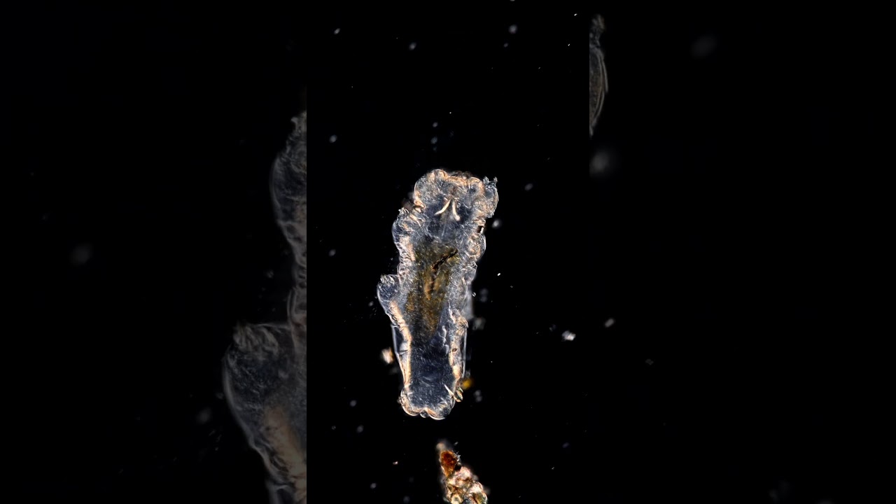 Тихоходка взрывается во время оживления