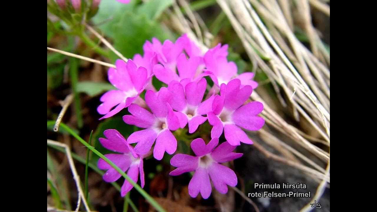 Namen der Alpenblumen 3