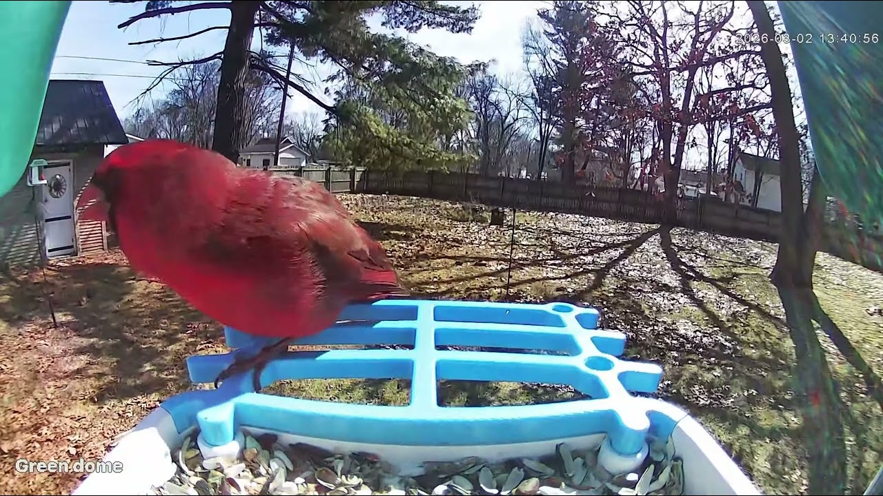 Northern Cardinal 