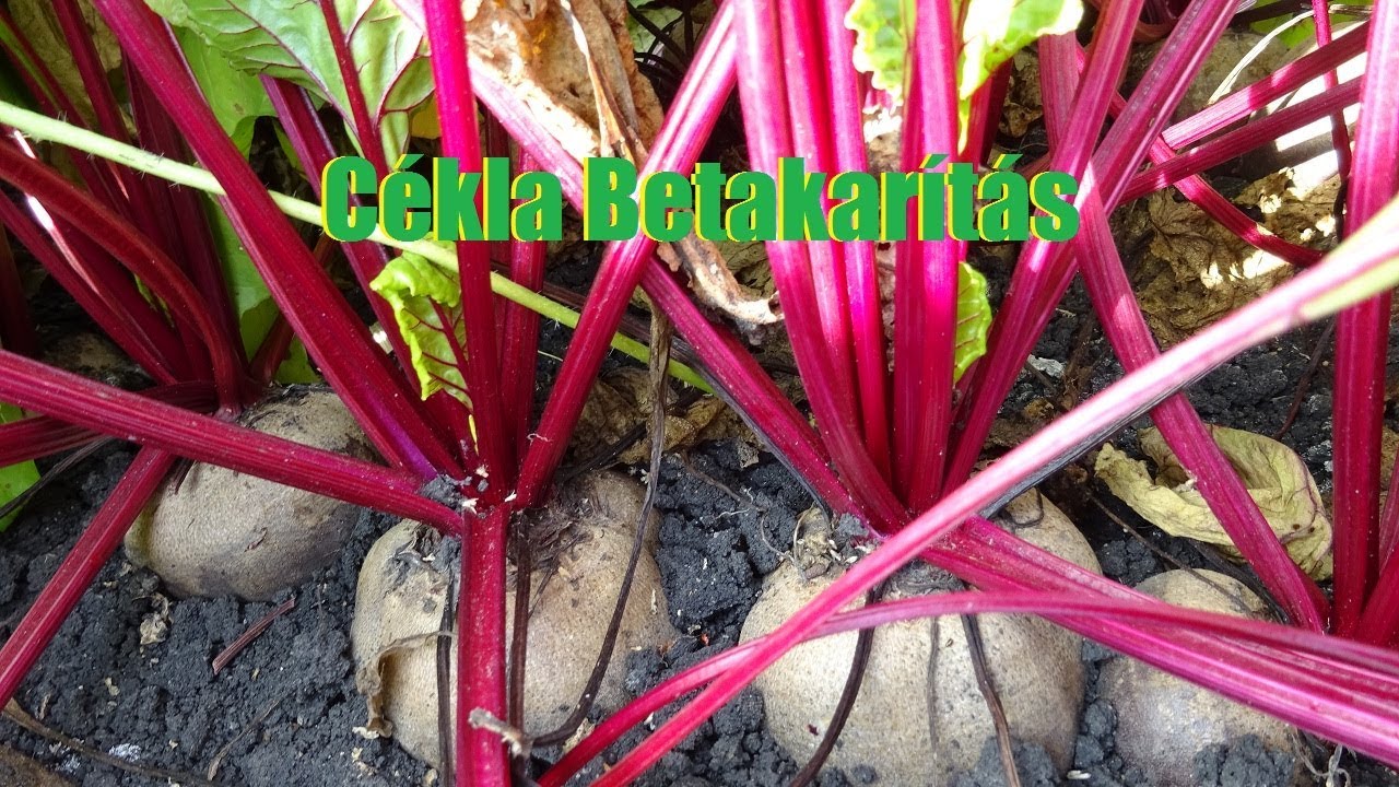 C&eacute;kla