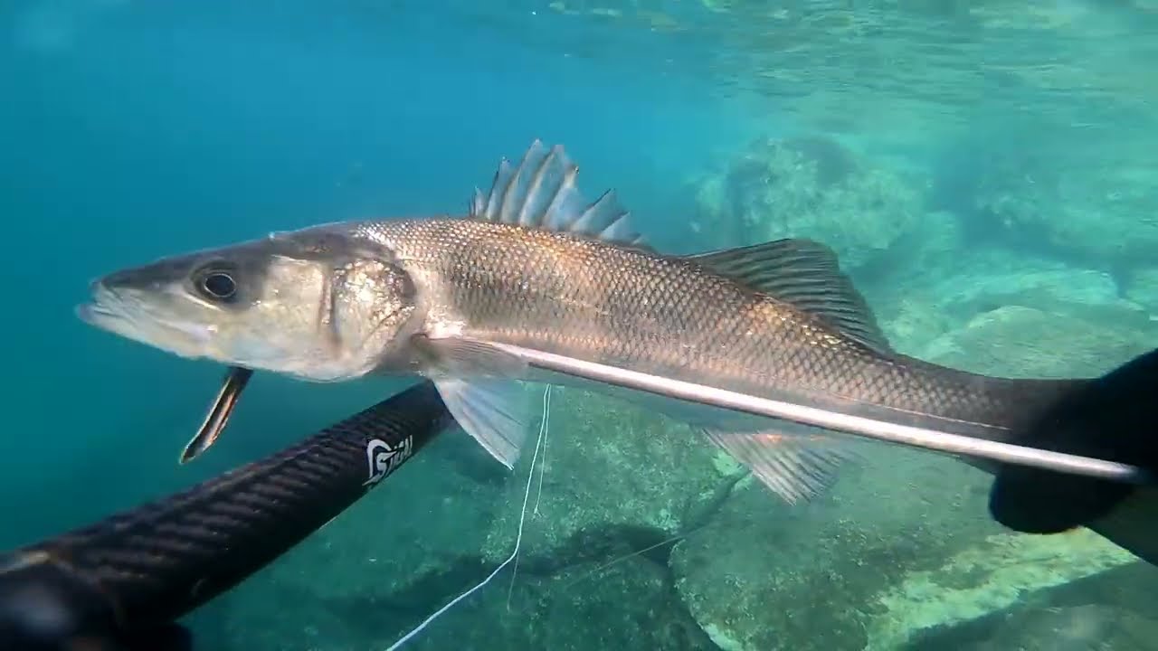 Chasse sous-marine Octobre 2025