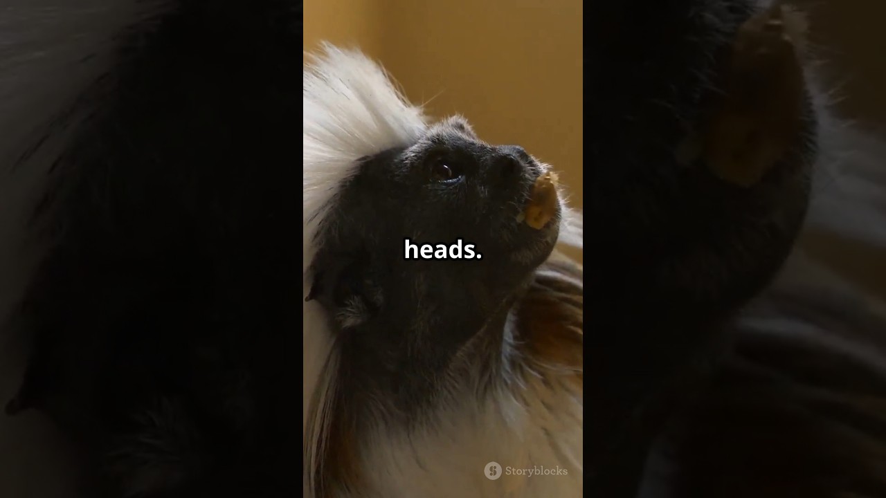 Tamarins: The Tiny Jungle Royals