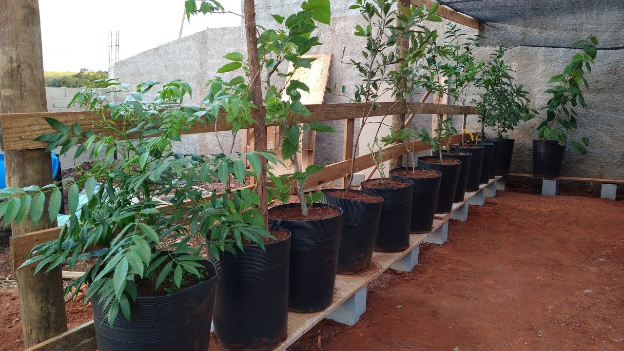 Colocando as Frutíferas em Vaso no novo Pomar Coberto