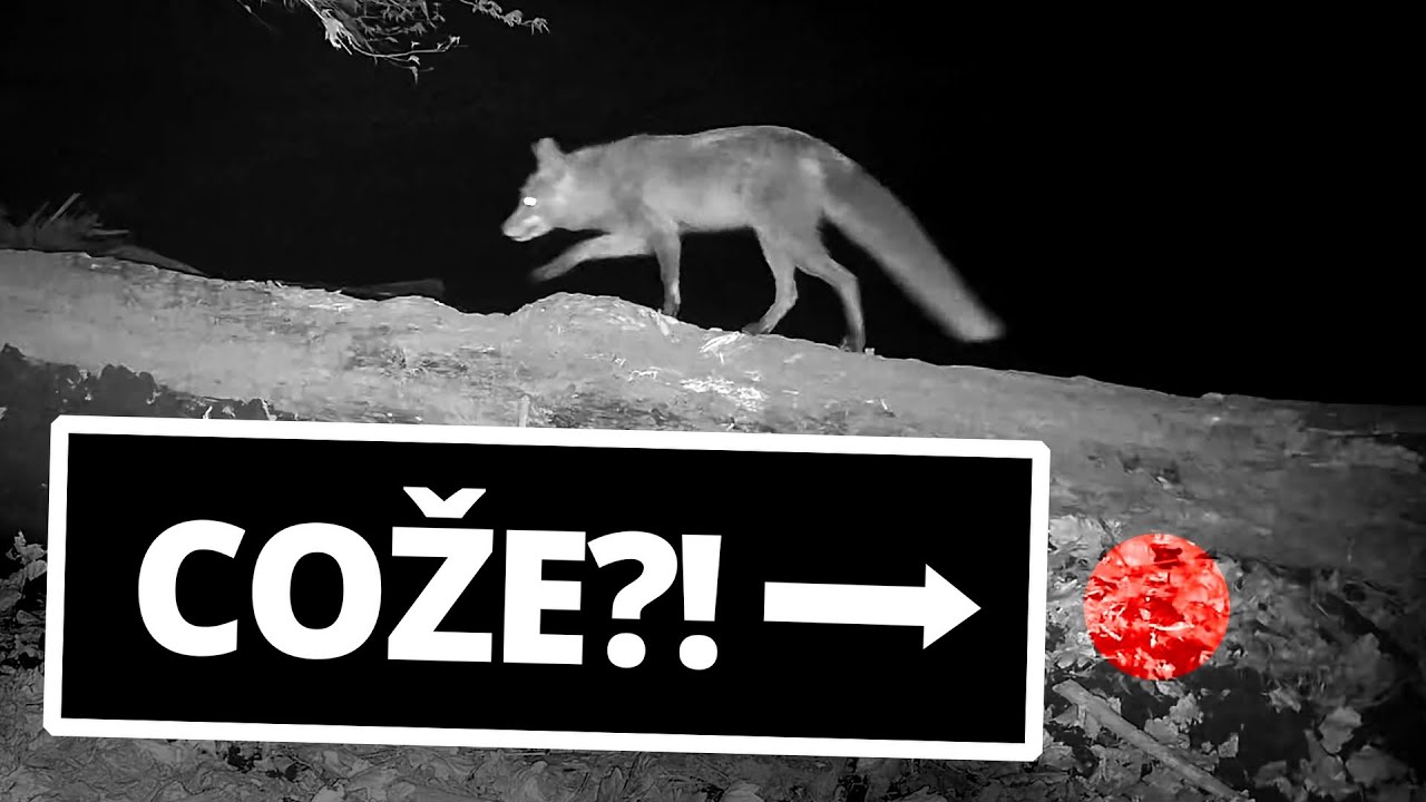 Zv&iacute;řata na břehu řeky / Dubnov&eacute; z&aacute;běry z fotopasti (2025)