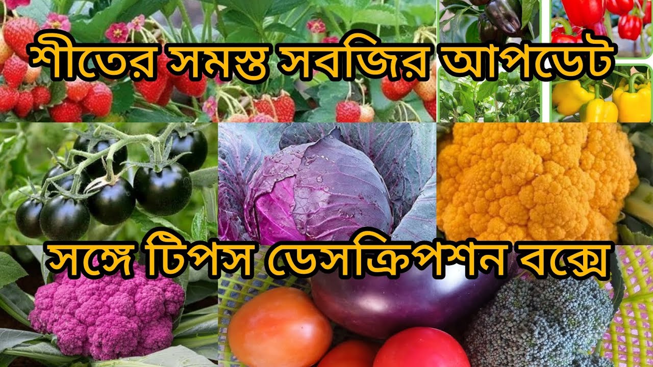 WINTER Vegetable Harvesting. And update organic my terrace garden.