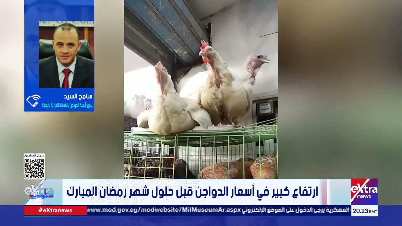 رئيس شعبة الدواجن بالجيزة: لدينا فائض 25% من إنتاج الدواجن  ولا يوجد أي مبرر لزيادة الأسعار حاليا