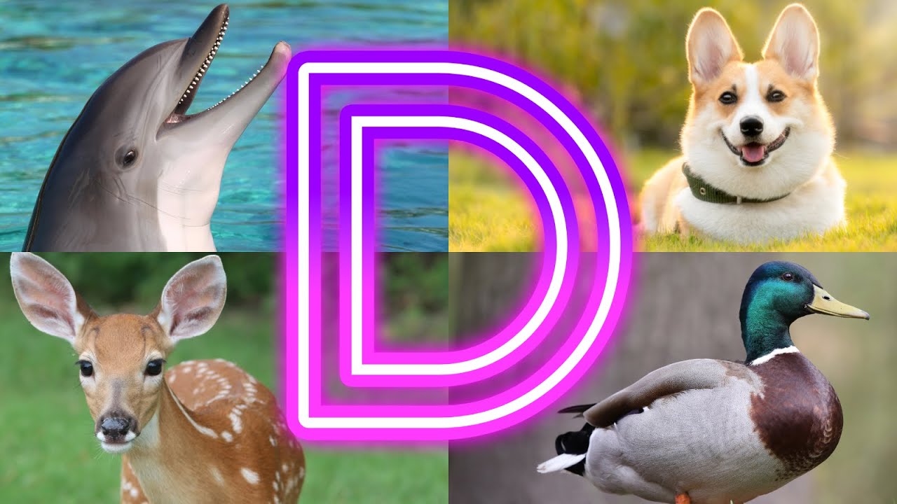 Amazing  Animals Starting With D || Animals And Birds Starting with D