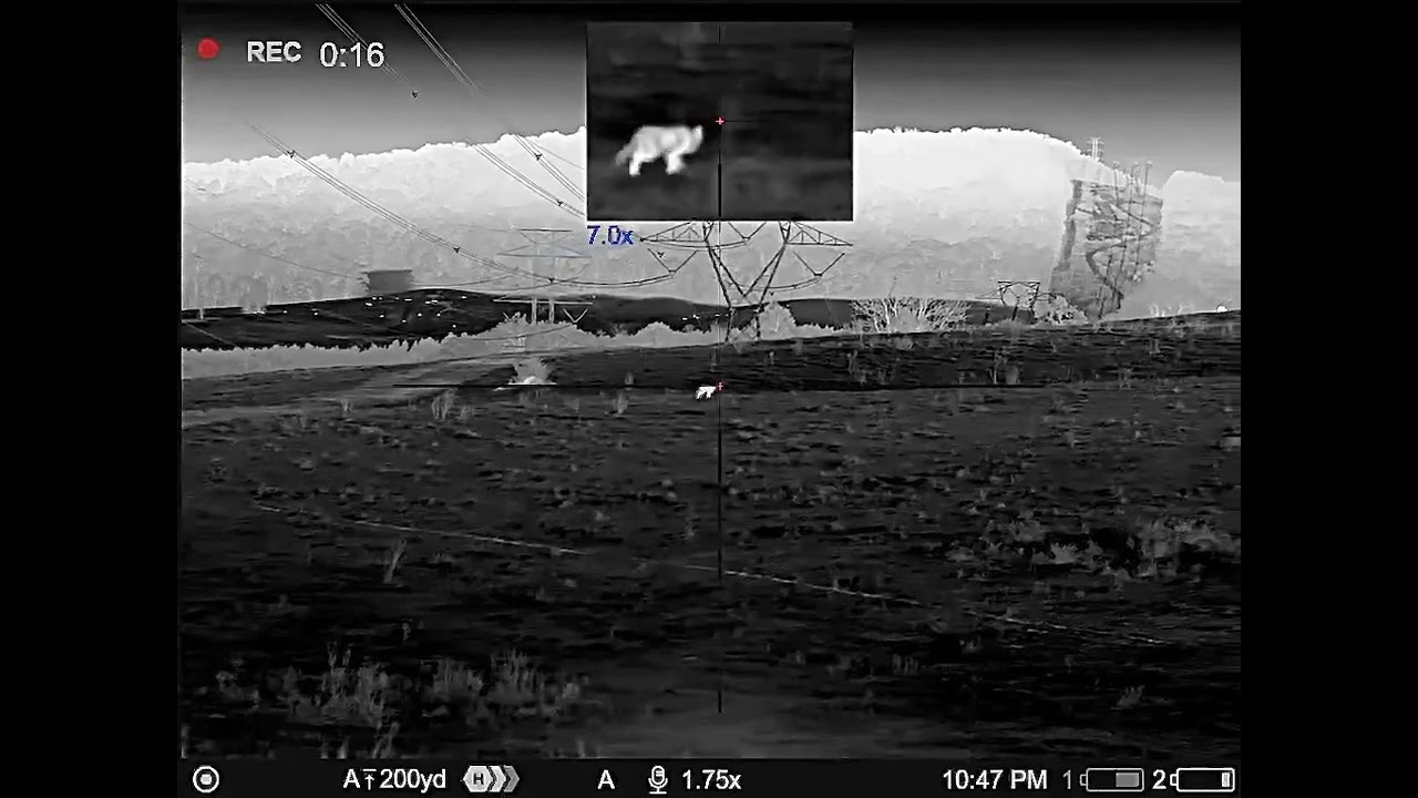 Pulsar Thermion XL50 LRF Coyote Hunting