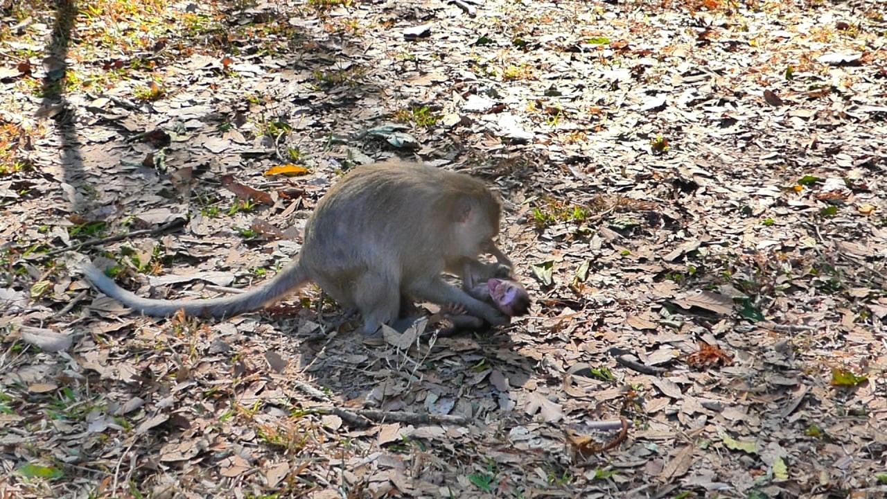 Real act___ So hurt Bessie got terriblle attacked bite no mercy on ground | Bessie cry hurt.