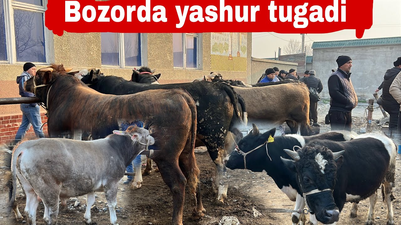 Molbozor narxlari uchkuprik molbozori.✅✅💯💯💯👍👍👍🔥🔥🔥😱😱😱🤝🤝🤝