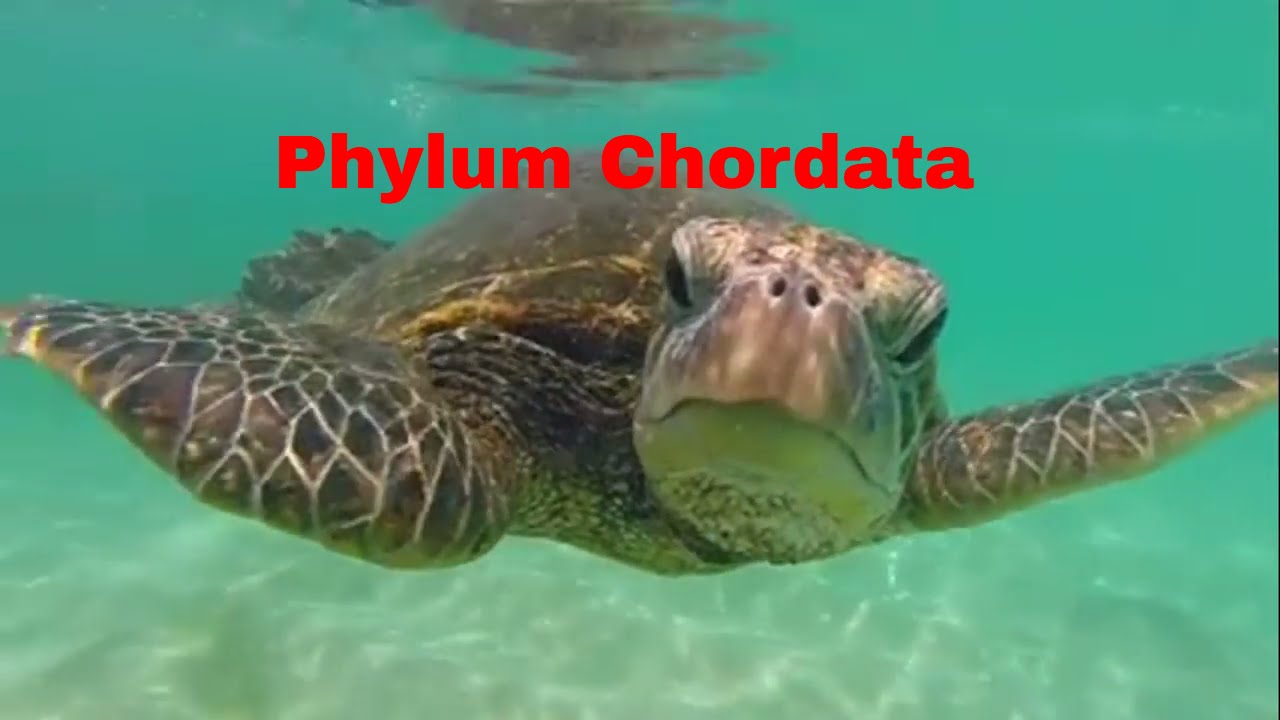 Phylum Chordata-Which animals belong?