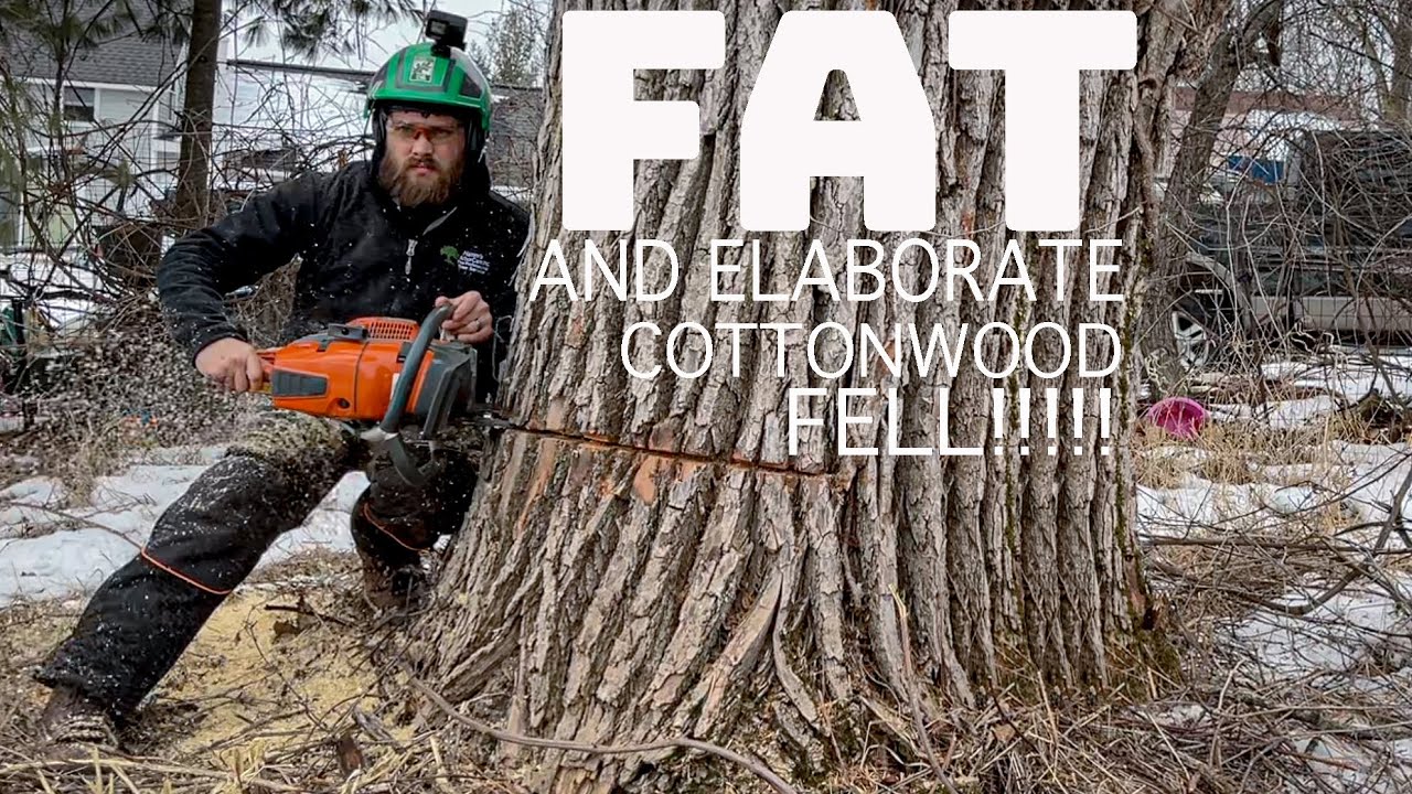 FAT AND ELABORATE COTTONWOOD FELL!!! One of the broadest canopies I've ever felled.